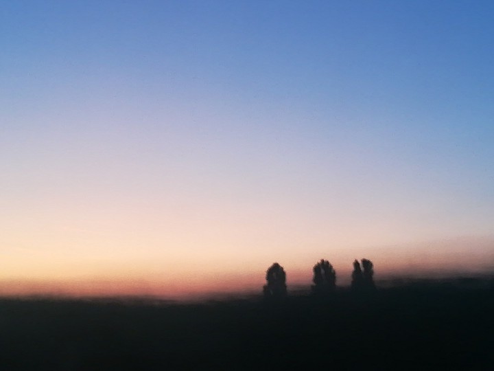 trees in the dusk