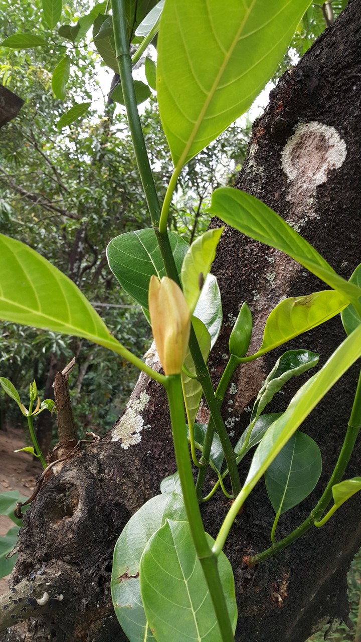 jackfruit