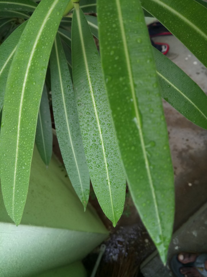 leaf
