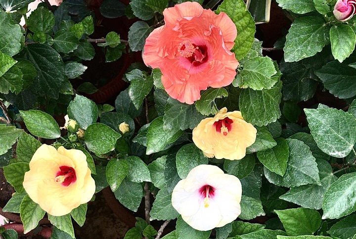 hibiscus