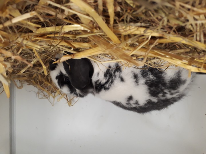 bunny