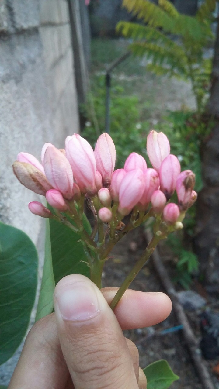 flower