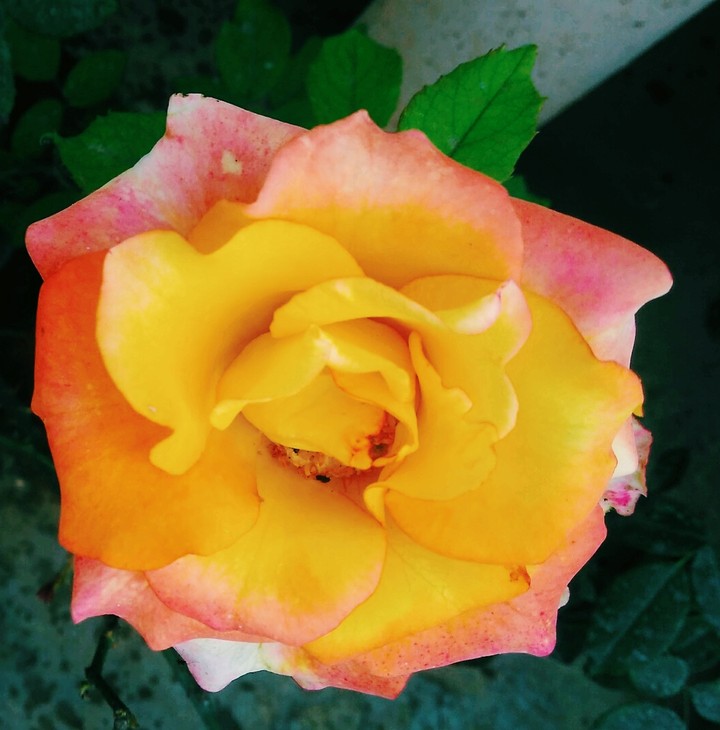 #yellowrose