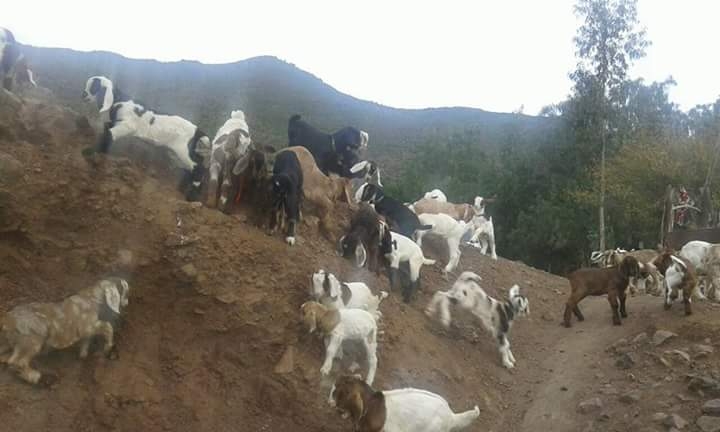 cabras
