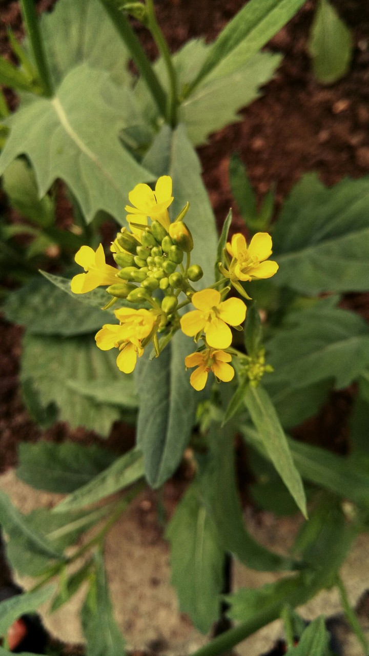 flower