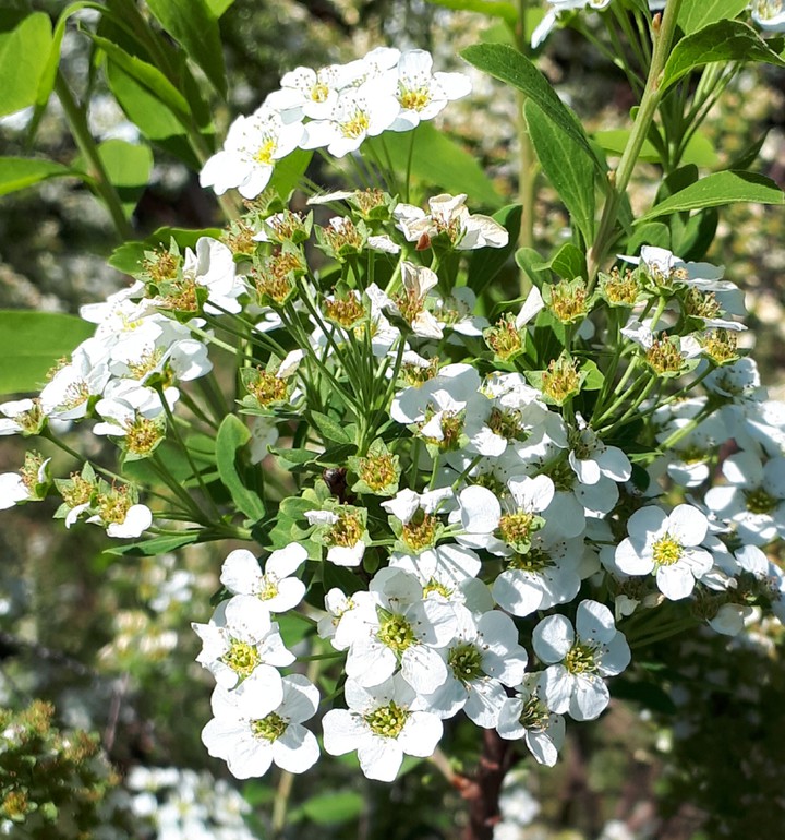 Floral