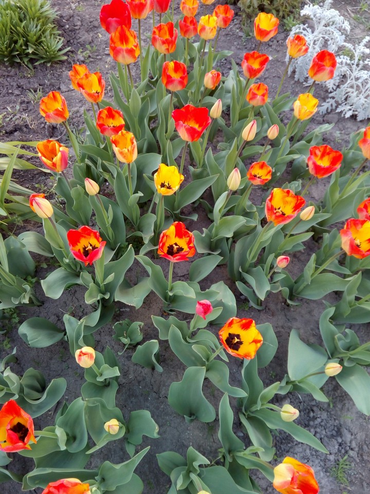 tulips