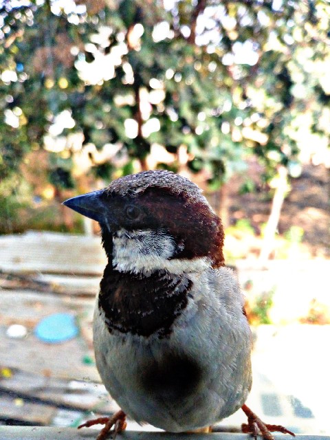 beautiful bird