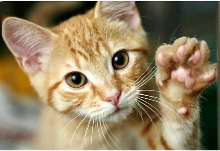 котя