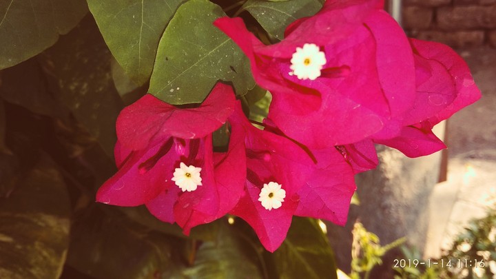 flower