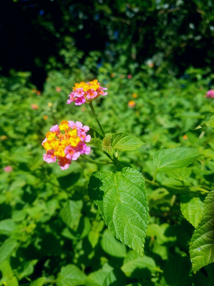 yellow and pink