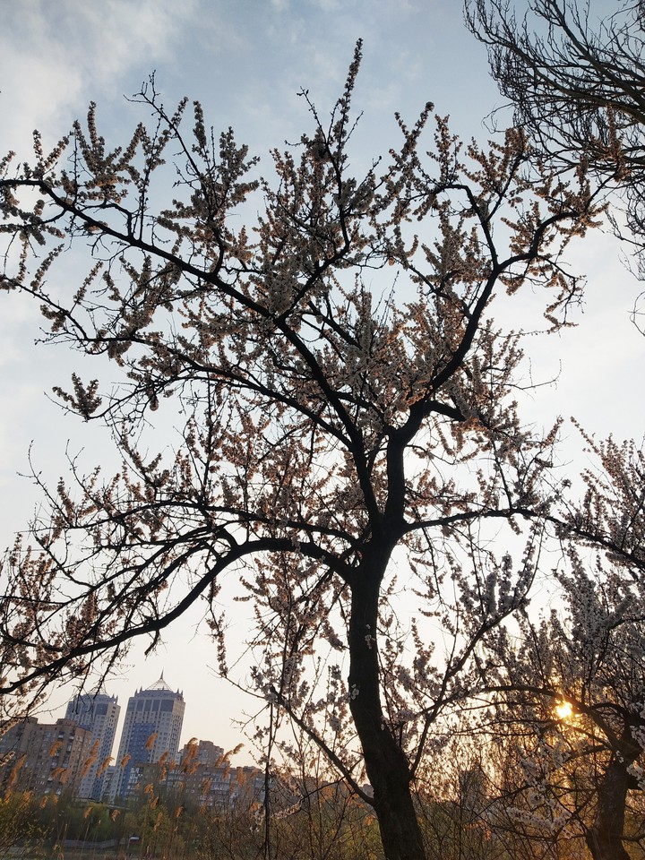 Цветущее дерево