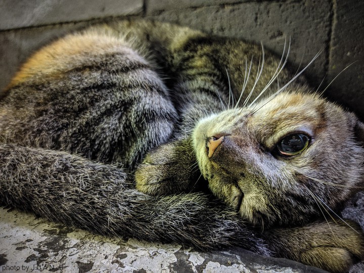 cat