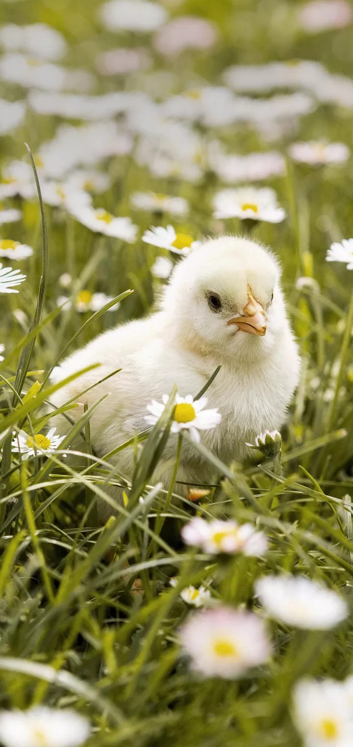 chicken