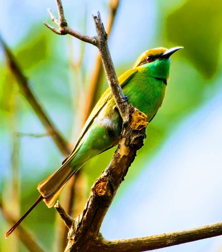 Bird's View