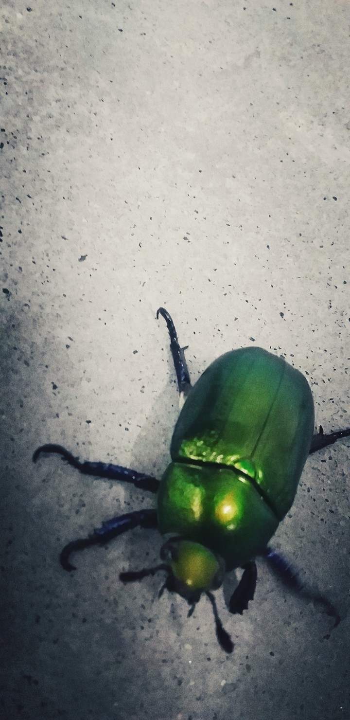 besouro verde