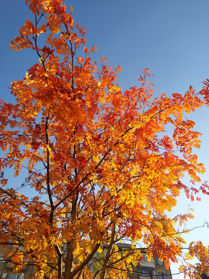 Orange tree