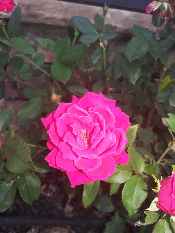 red rose