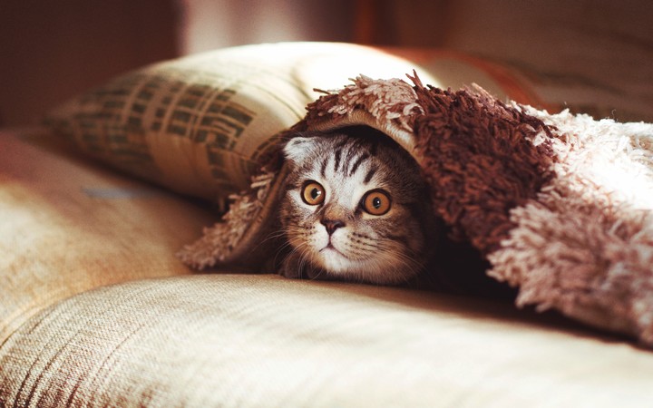 Cute Cat