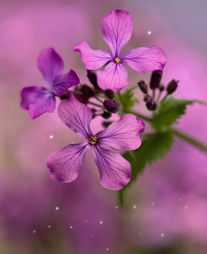 #flowers