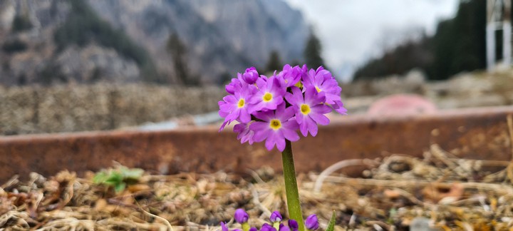 Flower in the Himalayas