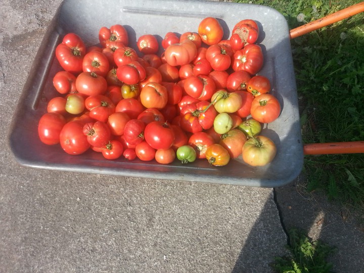 Tomates