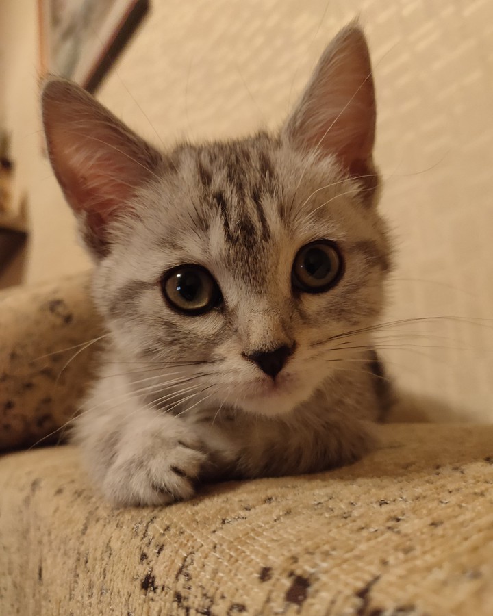 котенок