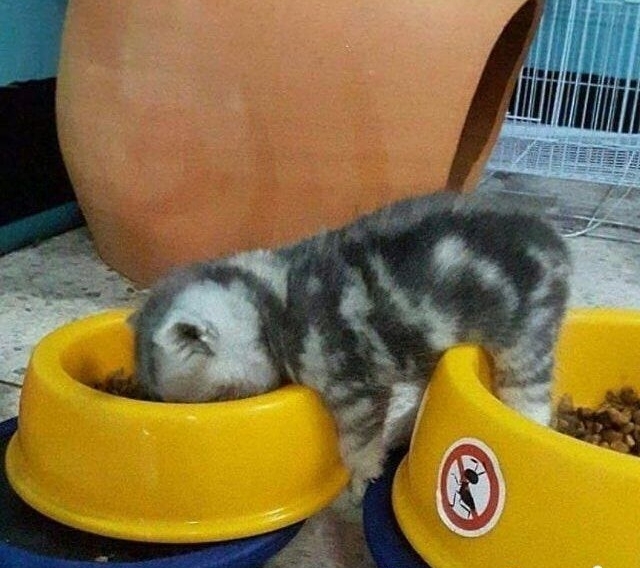 Kitten