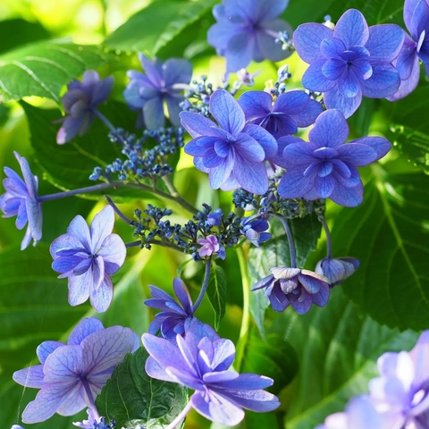 sfondi flower, petal