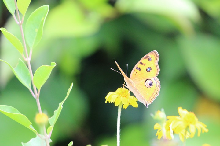 A pic by my friend.