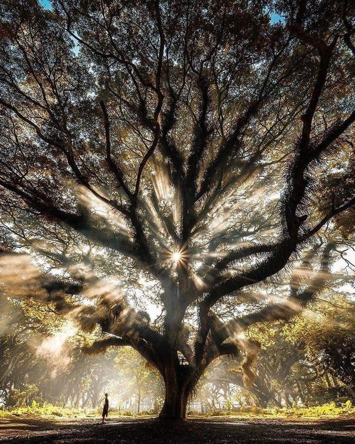 arbre de soleil