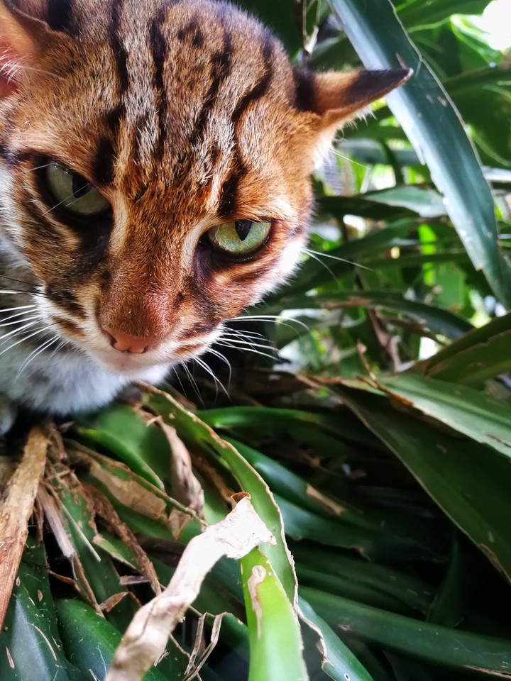 wild cat