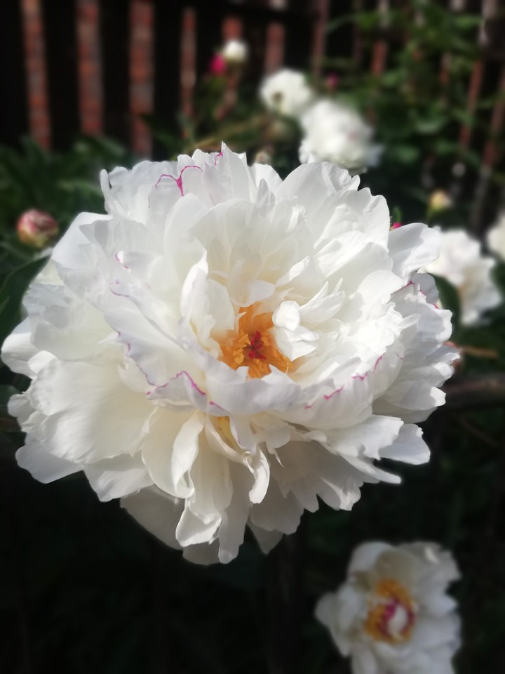 пион