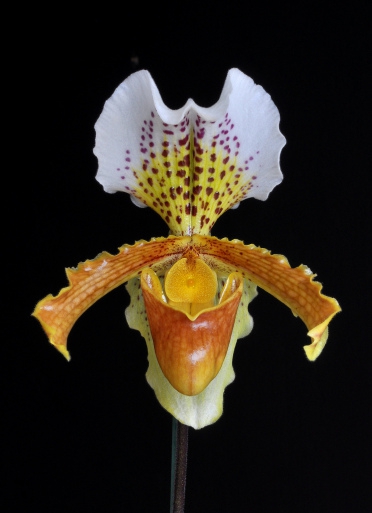 #Paphiopedilum insigne