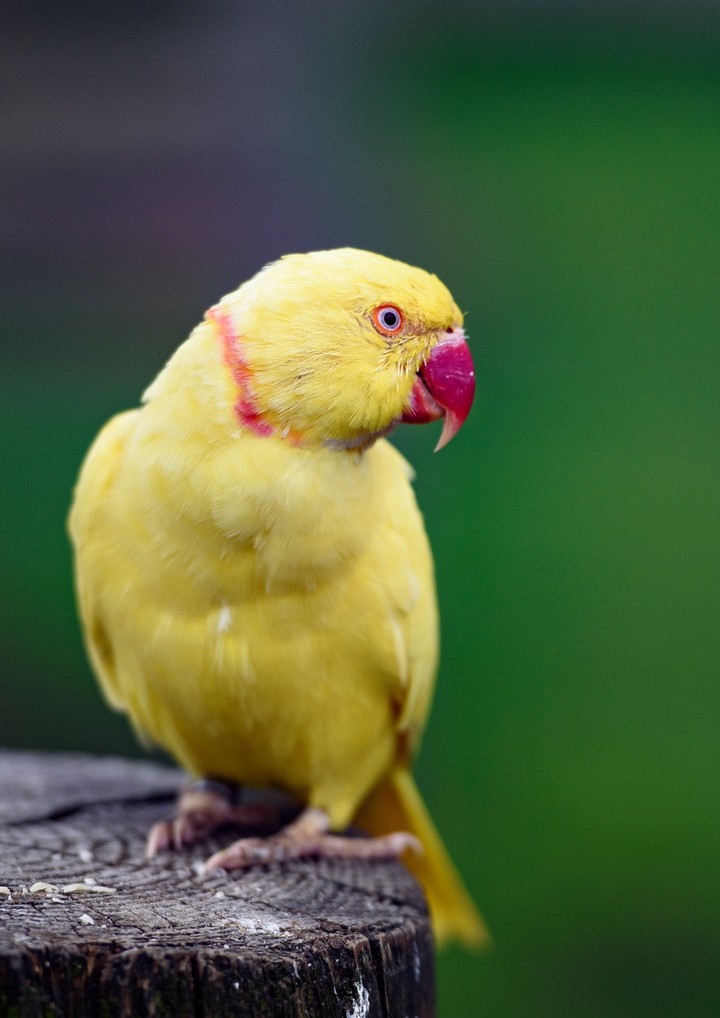 ringneck