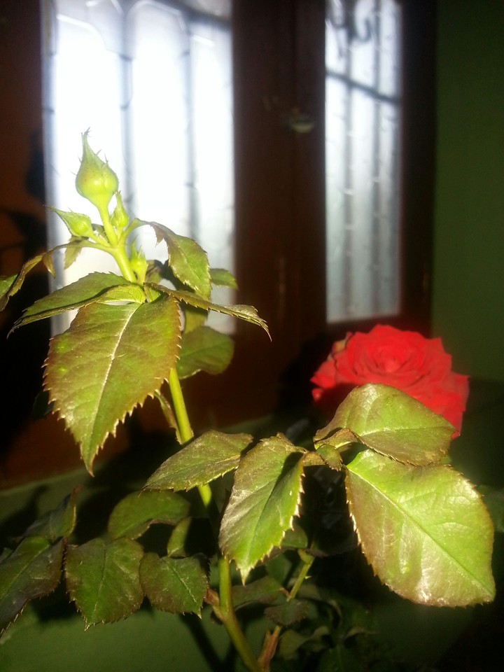 Rose