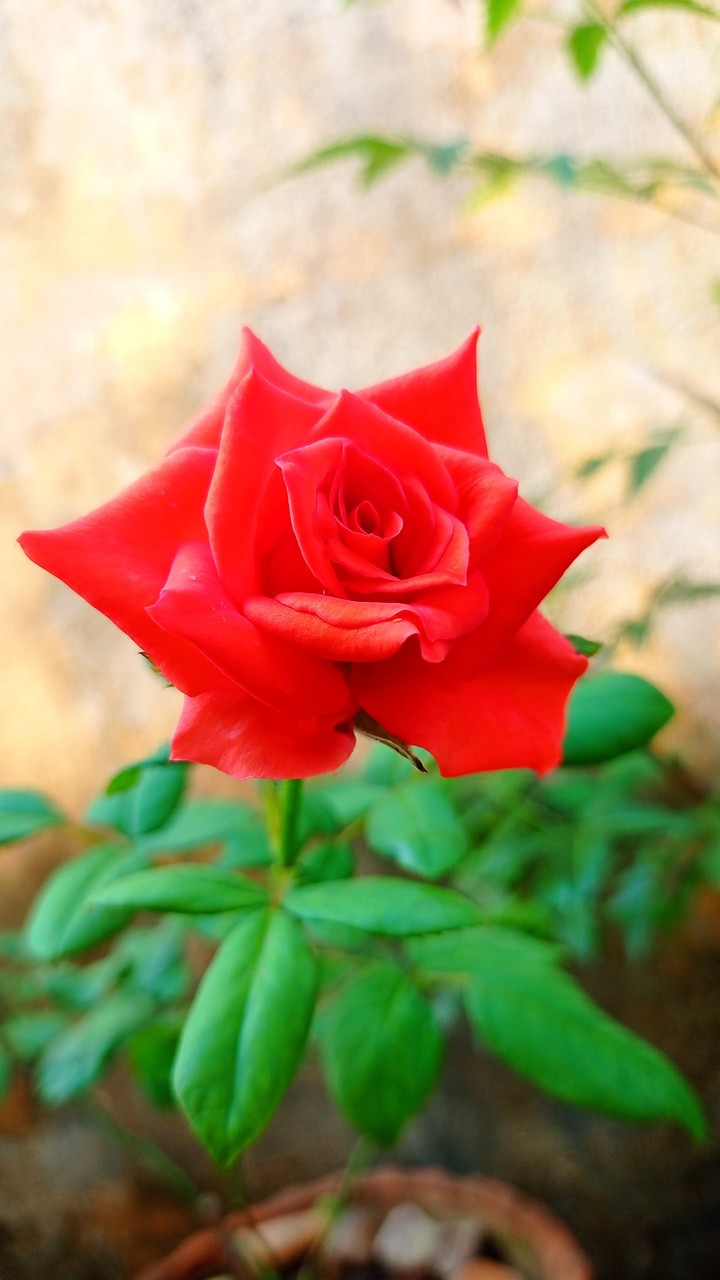 Red Rose