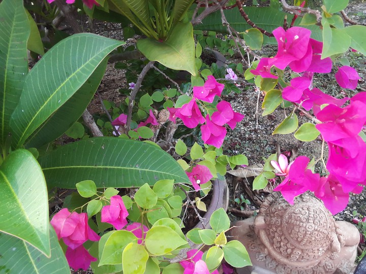 bougainvillea