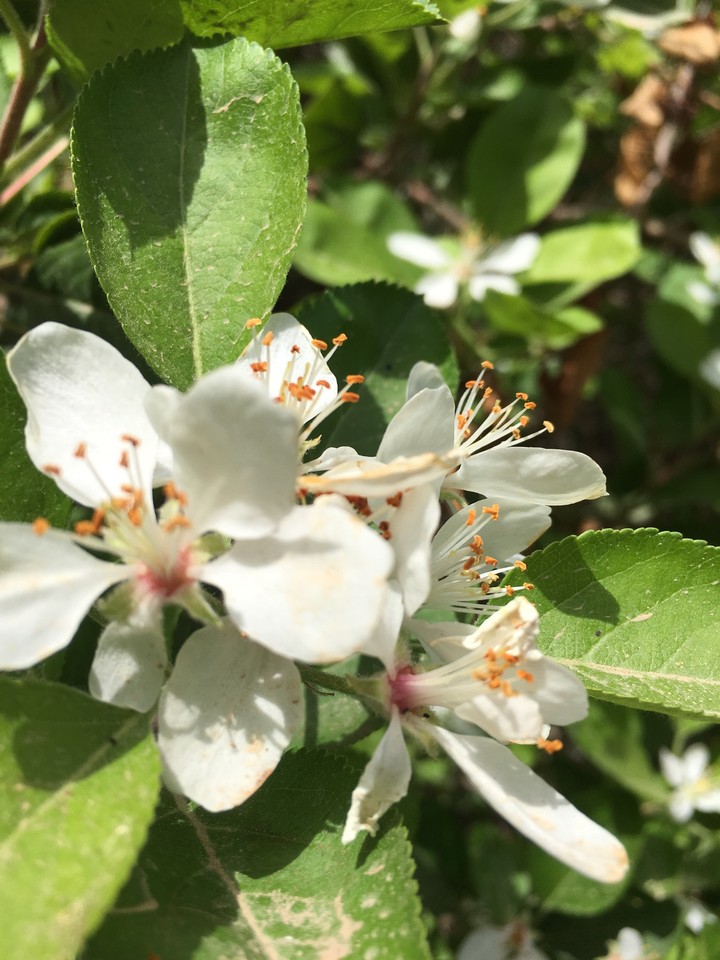 white flower
