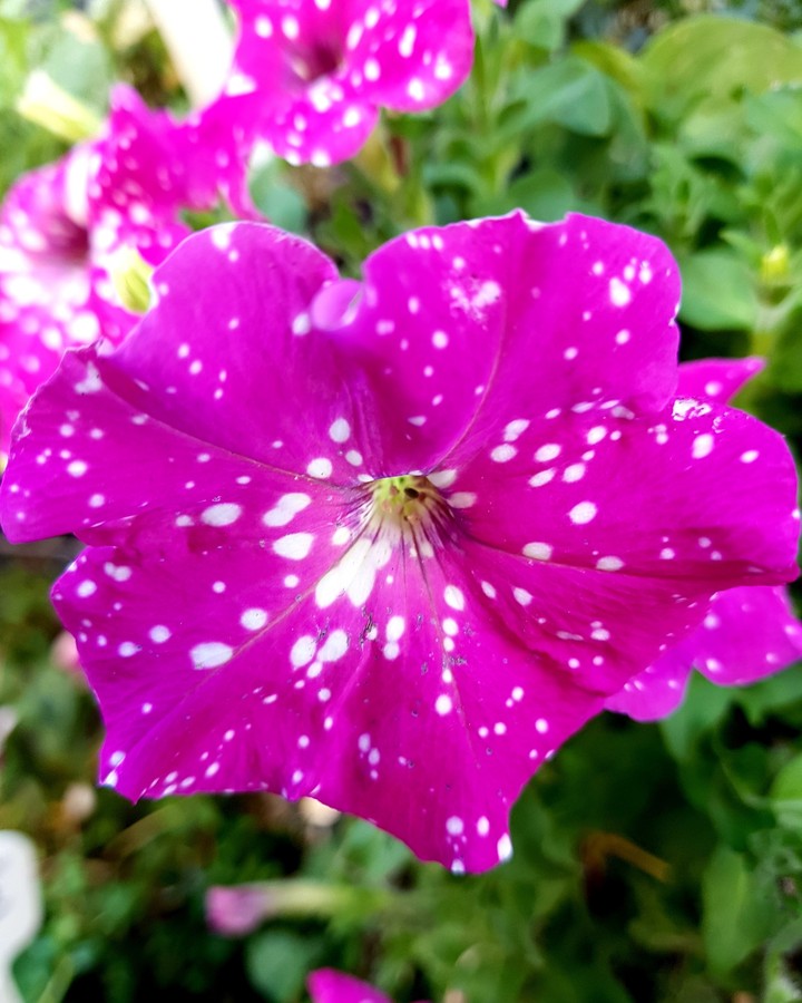nature