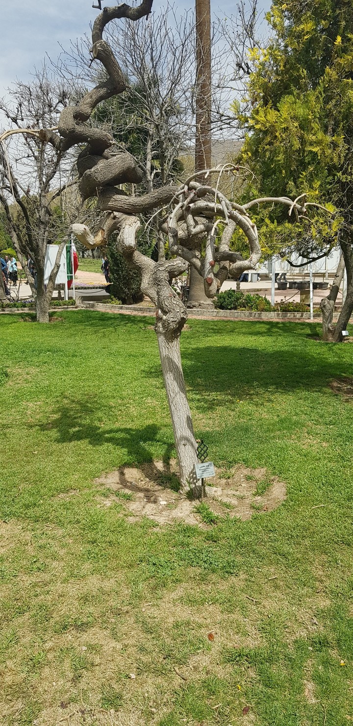 crazy tree