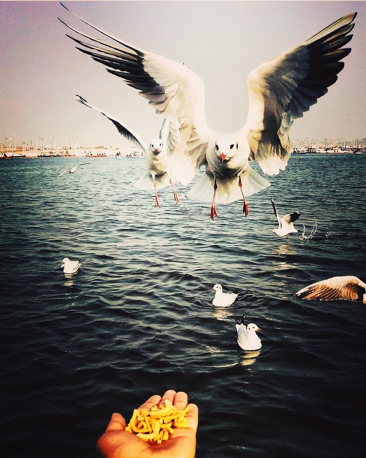 Siberian Bird