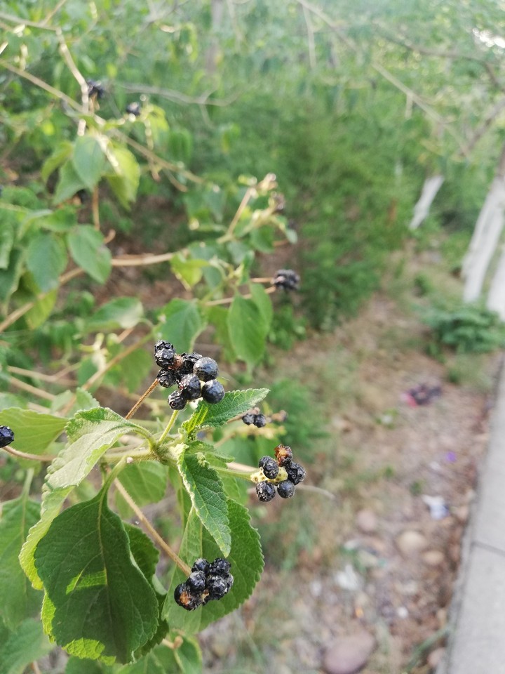plant