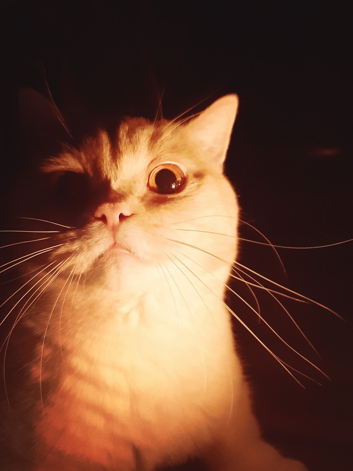 Katze