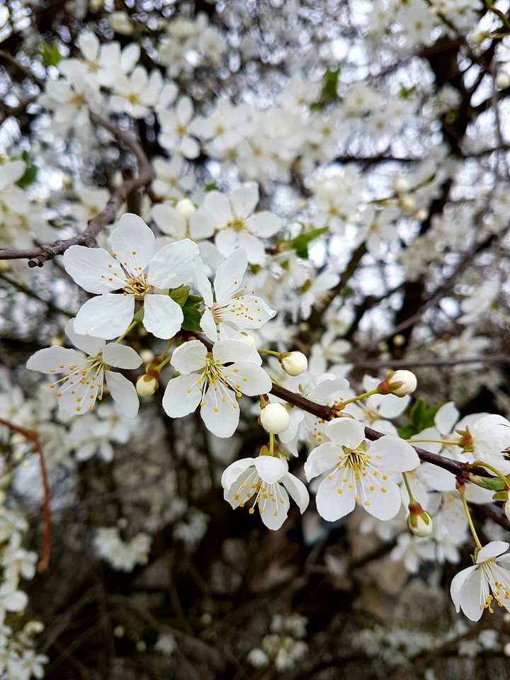 White flowers