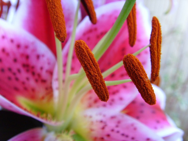 Lily