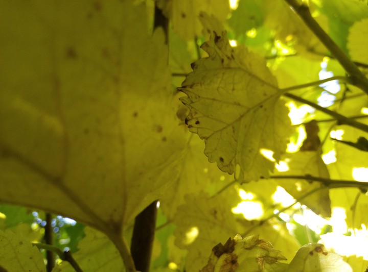 autumn
