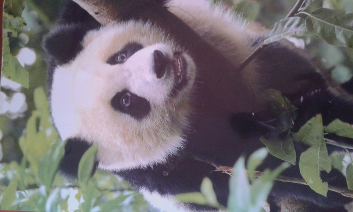 il panda