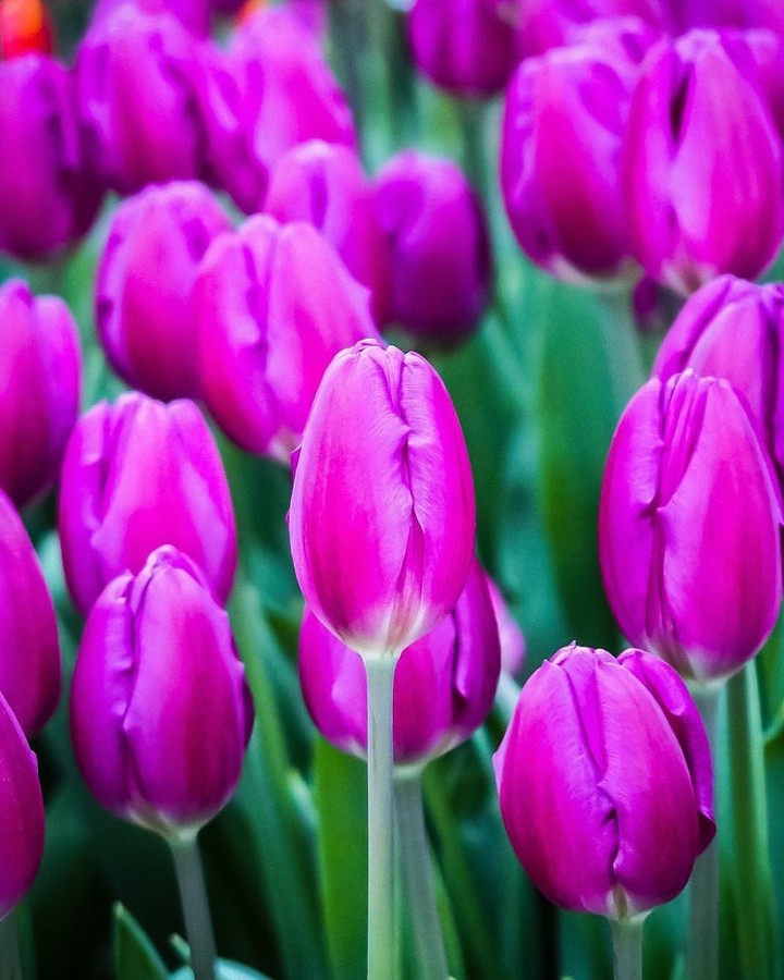 tulips
