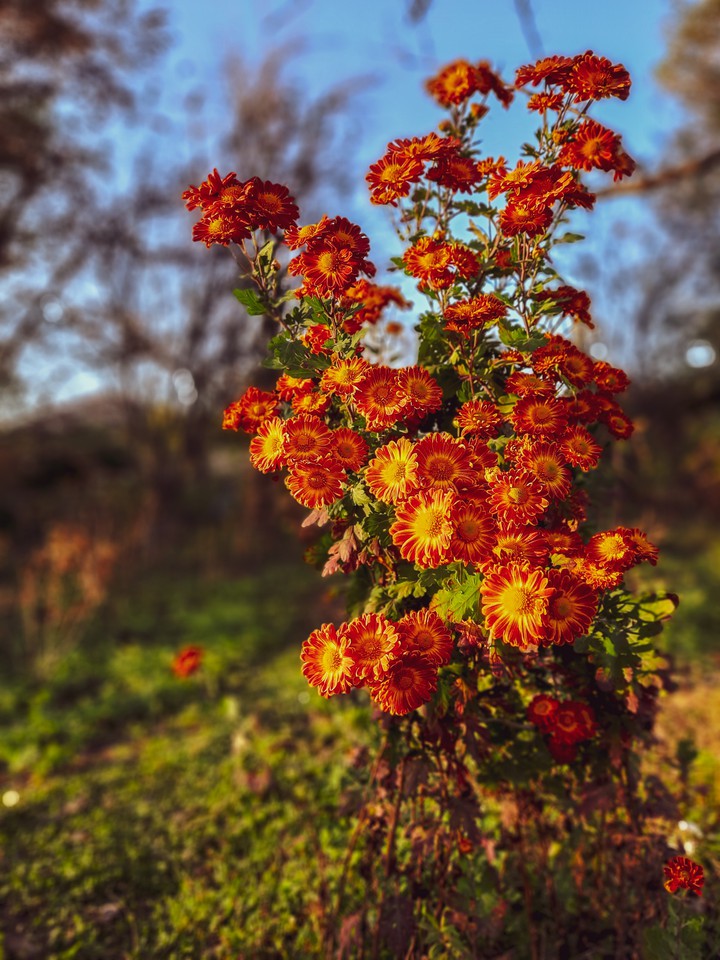flowers